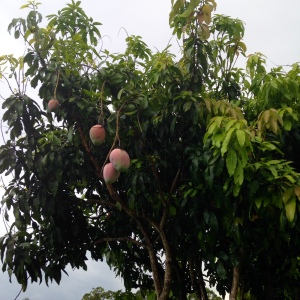 Mango Tree1